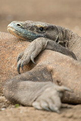 Komodo dragon in Komodo National Park