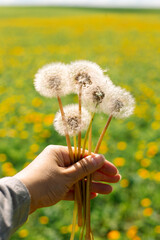 a few plucked dandelions in hand, close-up. On a sunny summer day. On the background of a clearing with yellow flowers