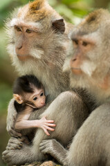 Monkey forest sanctuary in Ubud (Bali)