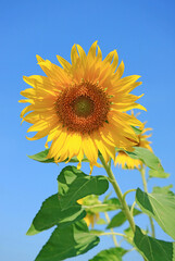 Vibrant Yellow Sunflower Blooming Against Sunny Blue Sky