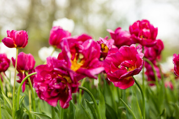 Wide-open flowers of bright red peony - shaped tulips in a flower bed in the Netherlands