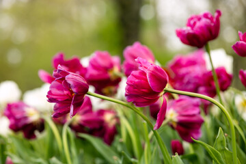 Wide-open flowers of bright red peony - shaped tulips in a flower bed in the Netherlands