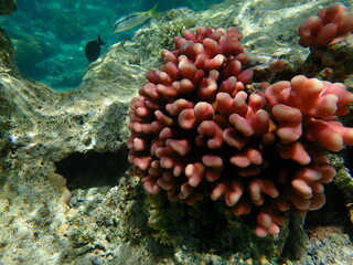 Naklejka na ściany i meble Stony coral Hood coral or Smooth cauliflower coral, pistillate coral (Stylophora pistillata) undersea, Red Sea, Egypt, Sharm El Sheikh, Nabq Bay 