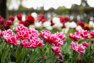 Tulips with unusual bright red petals with white edges in a flower bed in the Netherlands
