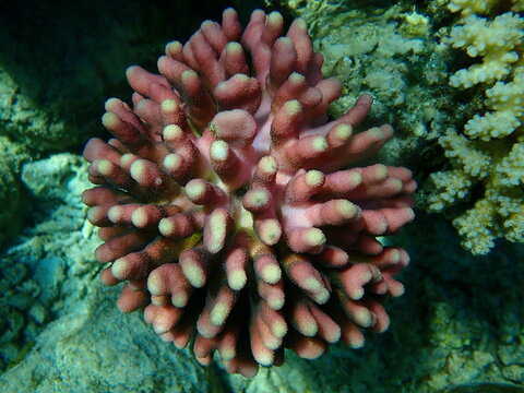 Stony coral Hood coral or Smooth cauliflower coral, pistillate coral (Stylophora pistillata) undersea, Red Sea, Egypt, Sharm El Sheikh, Nabq Bay
