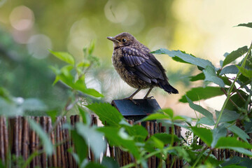 Young common blackbird perching on a fence