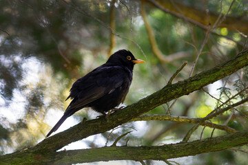 Common blackbird perching on a tree branch - 608979194