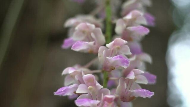 The species orchids is Aerides falcata on natural background with perfect environment. Movement camera and focus shift. Activities and garden in holiday.
