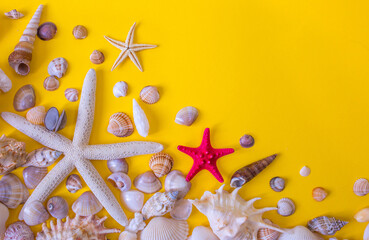 Background with starfish and shells. Beautiful frame for a beach holiday. Sea shells with sand as...