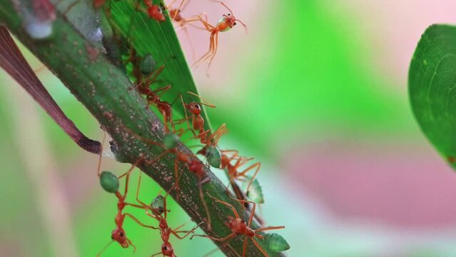 A close-up look at Australian Green Ants maintaining their colony on a green tree branch. 