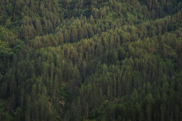 pine forest in the mountains