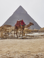 camel in egypt with the majestic pyramids of giza in the background