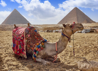 camel in egypt with the majestic pyramids of giza in the background