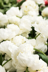 White tulips with delicate petals on a field in the Netherlands. Filled frame, close-up