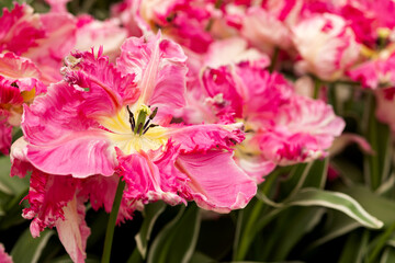 Close-up of a flower of an unusual red velvety tulip of Dutch selection
