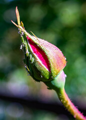 Knospe einer roten Rose von Blattläusen besetzt in Nahansicht