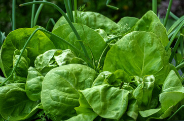 Kopfsalat wächst im eigenen Garten heran