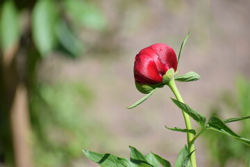 red rose bud in the garden summer 