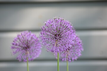 purple summer flower in the summer garden 