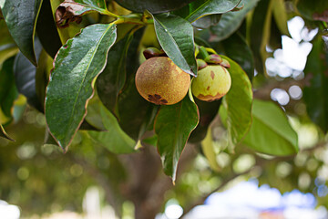 The unripe mangosteen fruit grows on the stem.