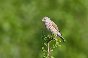 Fototapeta premium Bluthänfling (Linaria cannabina) Weibchen 