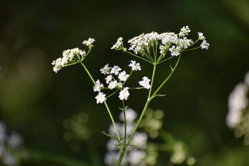 white meadow flower in the summer 