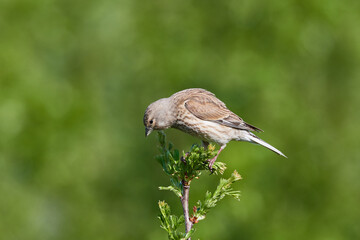 Bluthänfling (Linaria cannabina) Weibchen	
