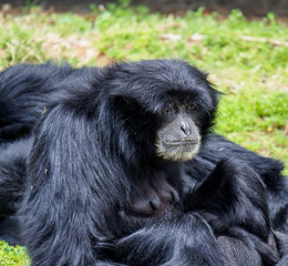 Siamang Ape