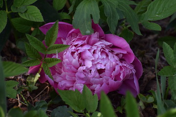 pink and purple flower
