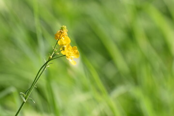 yellow flower in the meadow 