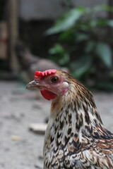 Closeup portrait of  a multicolor hen, hen closeup portrait view in a farmland