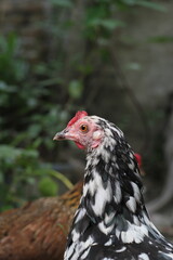 Closeup portrait of  a multicolor hen, hen closeup portrait view in a farmland
