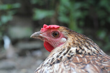 Closeup portrait of  a multicolor hen, hen closeup portrait view in a farmland