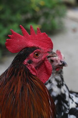 Portrait of a hen in a farmyard, Closeup portrait of a rooster and hen, rooster and hen couple at farmyard