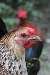 Portrait of a hen in a farmyard, Closeup portrait of a rooster and hen, rooster and hen couple at farmyard