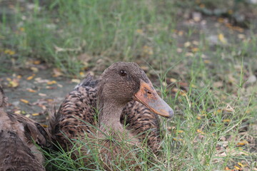 A group of ducks resting together in a farmyard, Livestock animal in a farm, Ducks looking for food