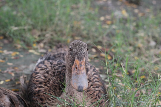 A group of ducks resting together in a farmyard, Livestock animal in a farm, Ducks looking for food - Powered by Adobe