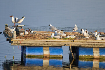Lachmöwenkolonie in Linum © Karin Jähne