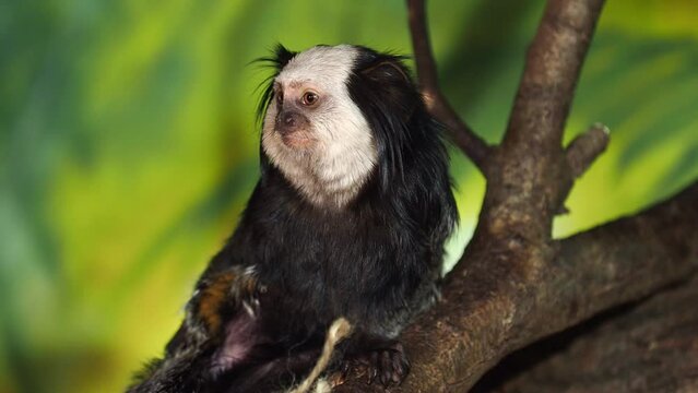 Tropical monkey. The white headed marmoset, Callithrix geoffroyi