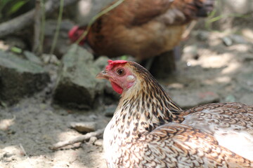 Hen seeking for food in a farm, Multicolor hen roaming around rural farmland, Chicken grazing in land