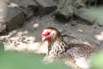 Portrait of a hen in a farmyard, Closeup portrait of a rooster and hen, rooster and hen couple at farmyard