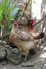 Hen seeking for food in a farm, Multicolor hen roaming around rural farmland, Chicken grazing in land