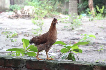 Hen portrait on a farmland, Young chicken walking in a rural environment, Henlooking for food