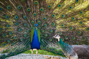 Obraz premium the peacock spread its tail and poses in front of the female.