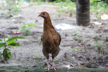 Hen portrait on a farmland, Young chicken walking in a rural environment, Henlooking for food
