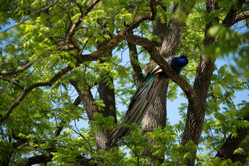 beautiful peacock bird sitting on a tree
