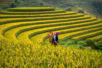 A Hmong Woman On  Rice fields terraced of Mu Cang Chai, YenBai, Vietnam. 