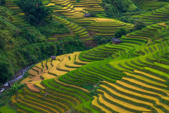 Rice fields on terraced of mu cang chai,  rice fields prepare the harvest at northwest vietnam ,yenbai vietnam.