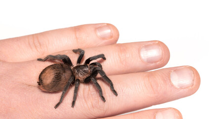 Tarantula spider on a man's hand close up isolated on white background. The concept of fear and Halloween holiday. horror