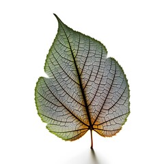 Naklejka na ściany i meble Close-up leaf structure. Generative AI